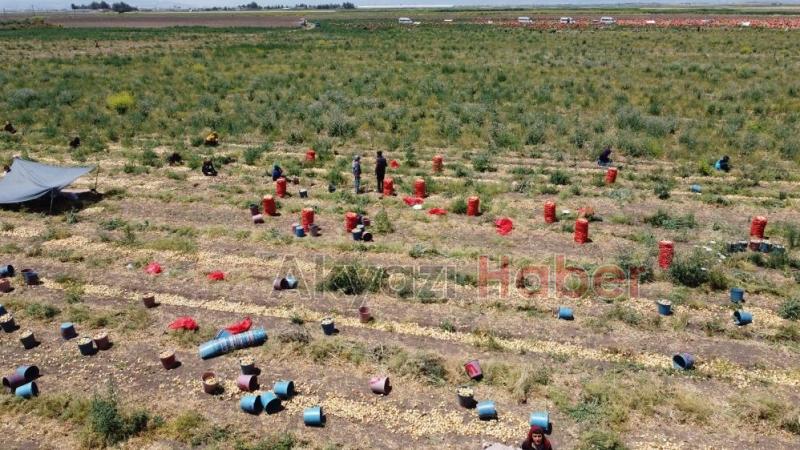 Hasat sürüyor: Soğanın tarlada fiyatı 4 liraya kadar indi