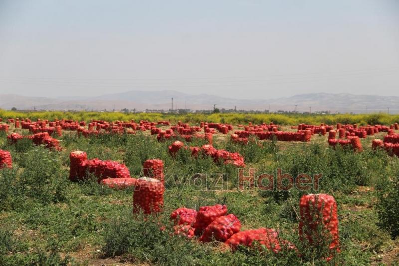 Hasat sürüyor: Soğanın tarlada fiyatı 4 liraya kadar indi