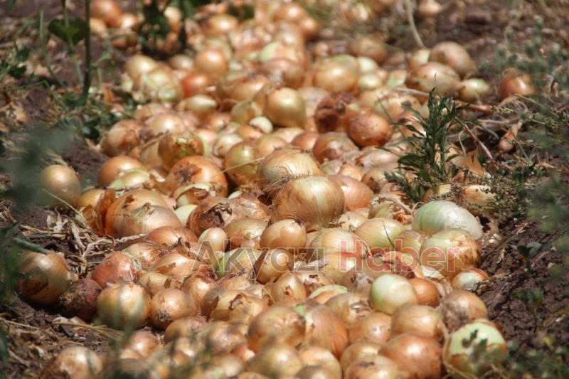 Hasat sürüyor: Soğanın tarlada fiyatı 4 liraya kadar indi