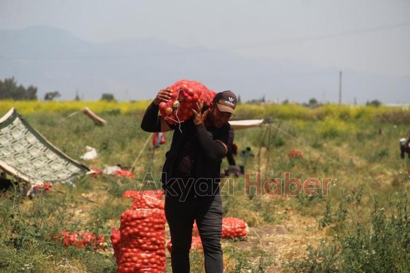 Hasat sürüyor: Soğanın tarlada fiyatı 4 liraya kadar indi