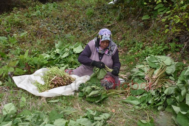 Birçok derde şifa Kaldirik otu toplanmaya başlandı