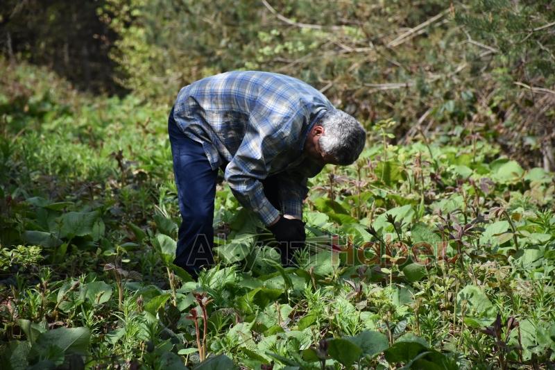 Birçok derde şifa Kaldirik otu toplanmaya başlandı
