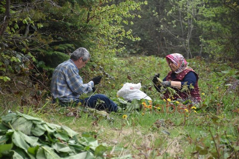 Birçok derde şifa Kaldirik otu toplanmaya başlandı