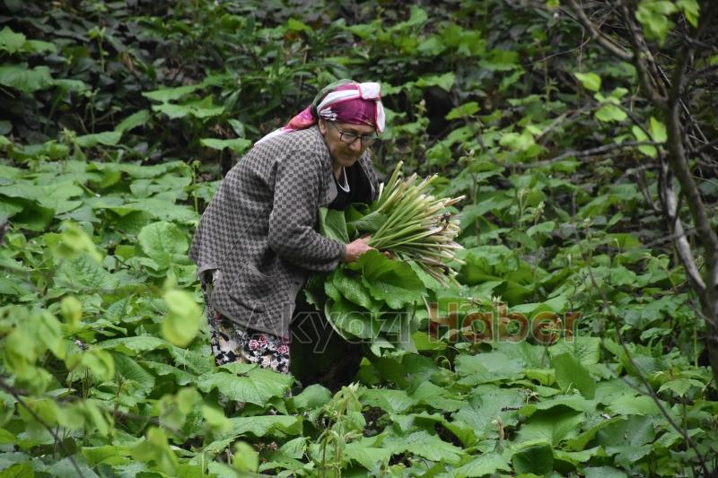 Birçok derde şifa Kaldirik otu toplanmaya başlandı