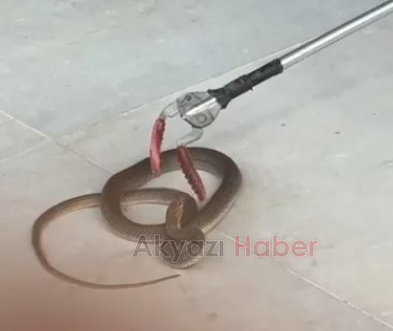 Evin garajından yılan çıktı