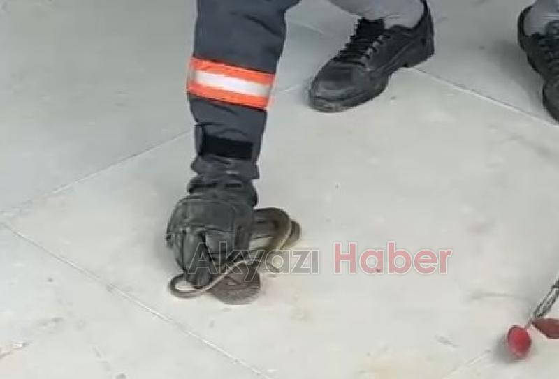 Evin garajından yılan çıktı