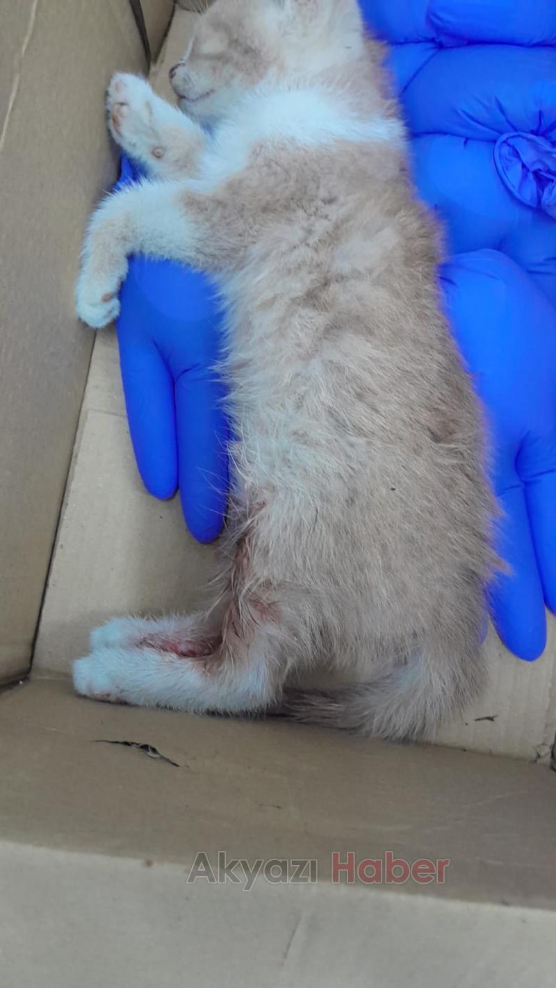 Aracıyla veterinere yetiştirdiği kedi kurtulamadı