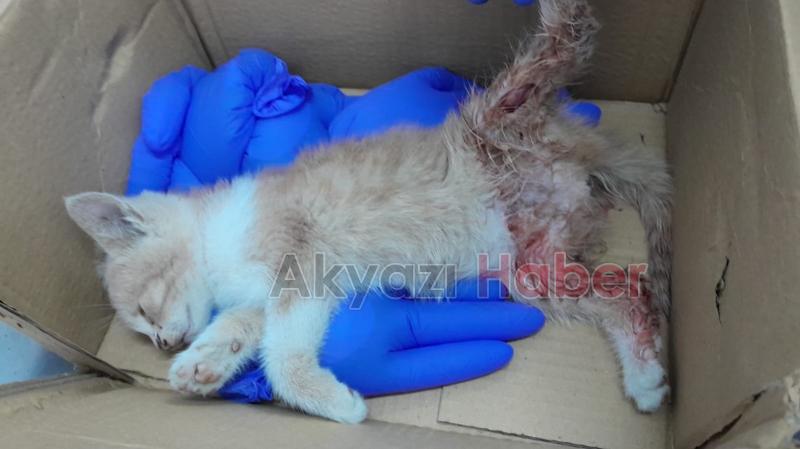 Aracıyla veterinere yetiştirdiği kedi kurtulamadı