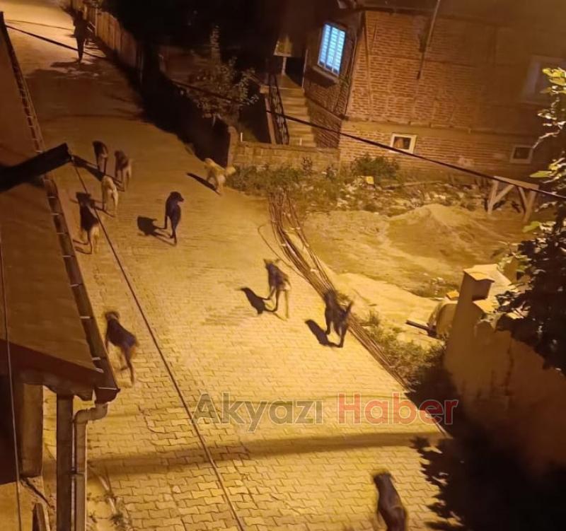 Akyazı'da sürüler halinde gezen köpekler korku saçıyor