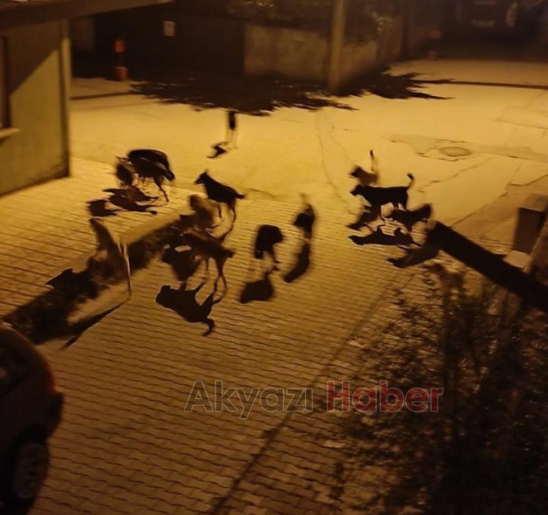 Akyazı'da sürüler halinde gezen köpekler korku saçıyor