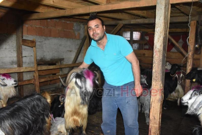 Gelin gibi süslenen hayvanları ile göçe başladılar