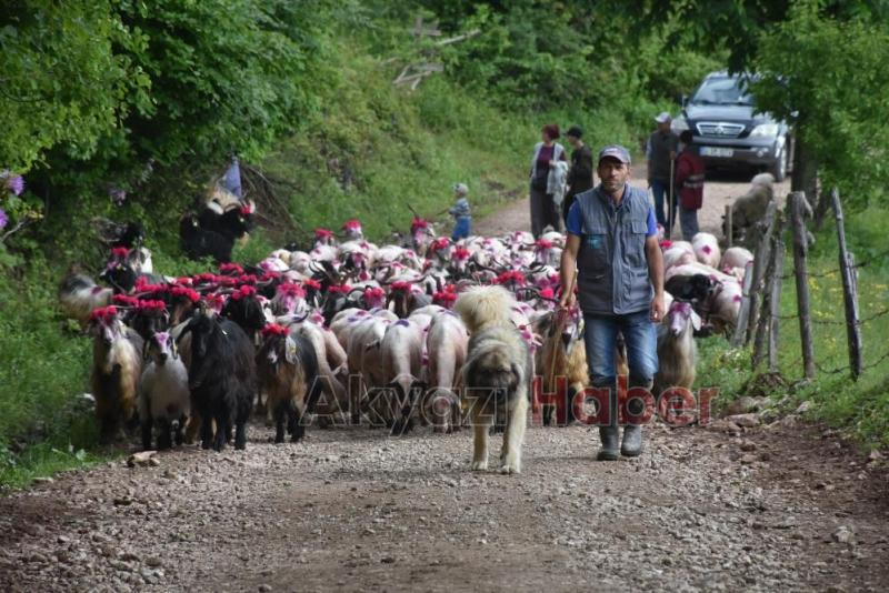 Gelin gibi süslenen hayvanları ile göçe başladılar