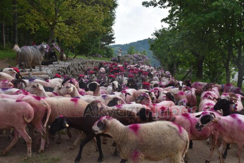Gelin gibi süslenen hayvanları ile göçe başladılar
