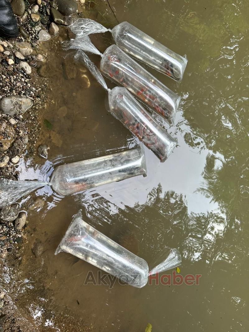 Gölete 500 adet koi balığı bıraktılar