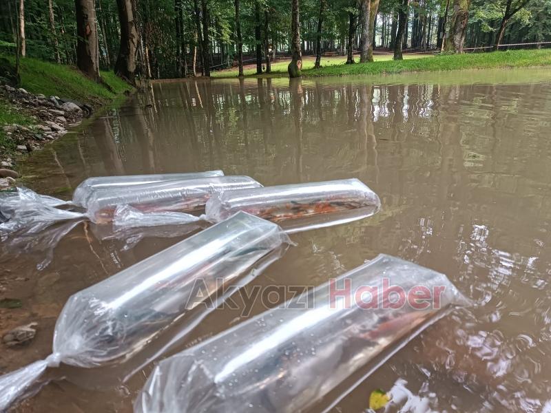 Gölete 500 adet koi balığı bıraktılar