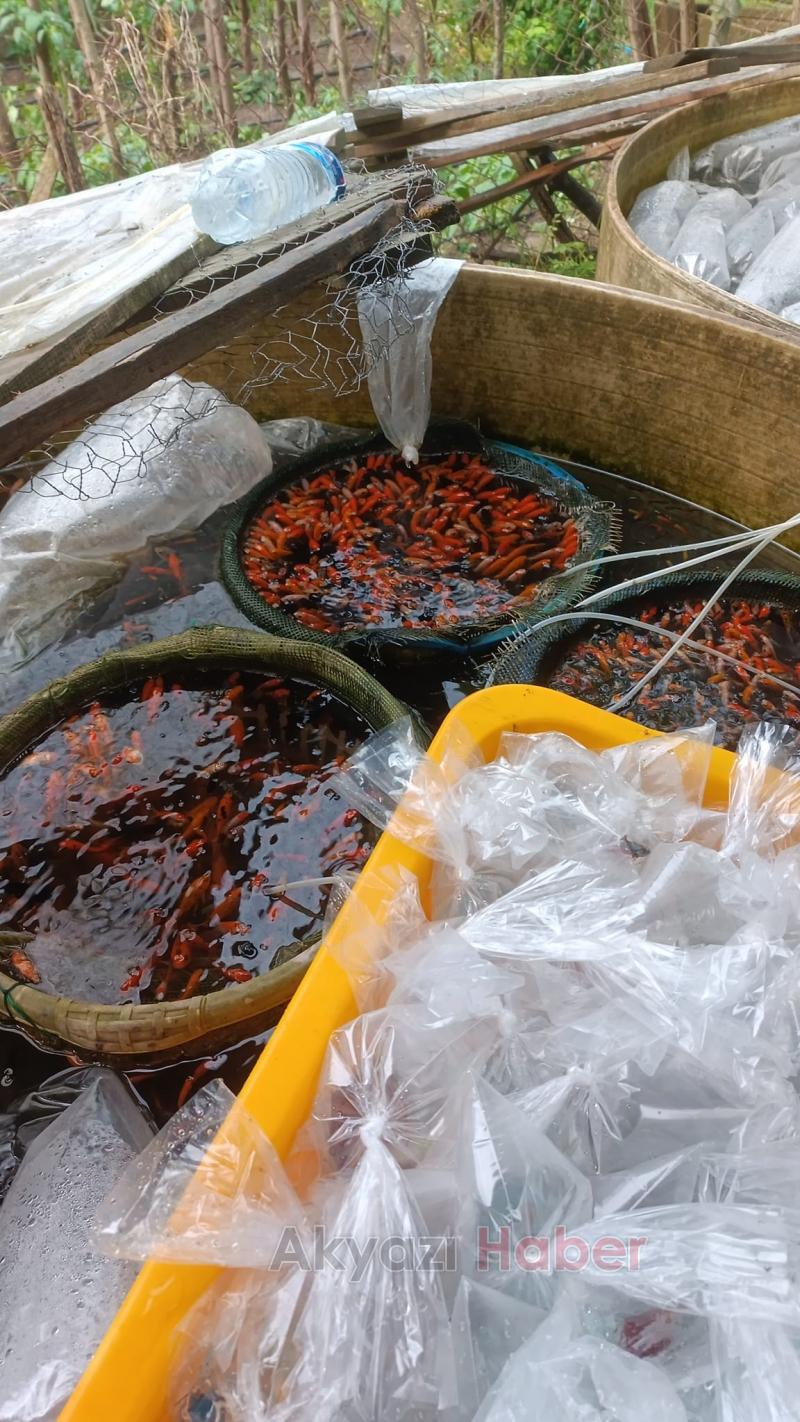 Gölete 500 adet koi balığı bıraktılar