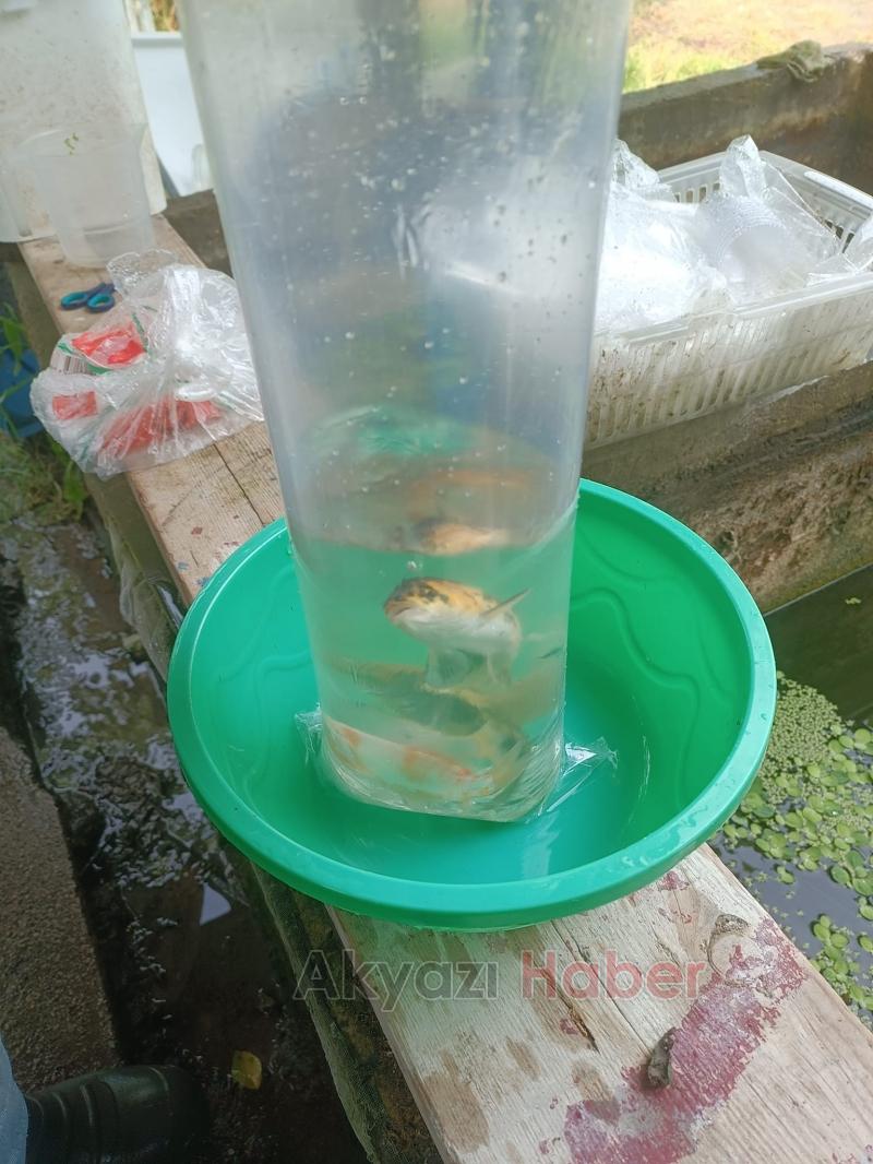 Gölete 500 adet koi balığı bıraktılar