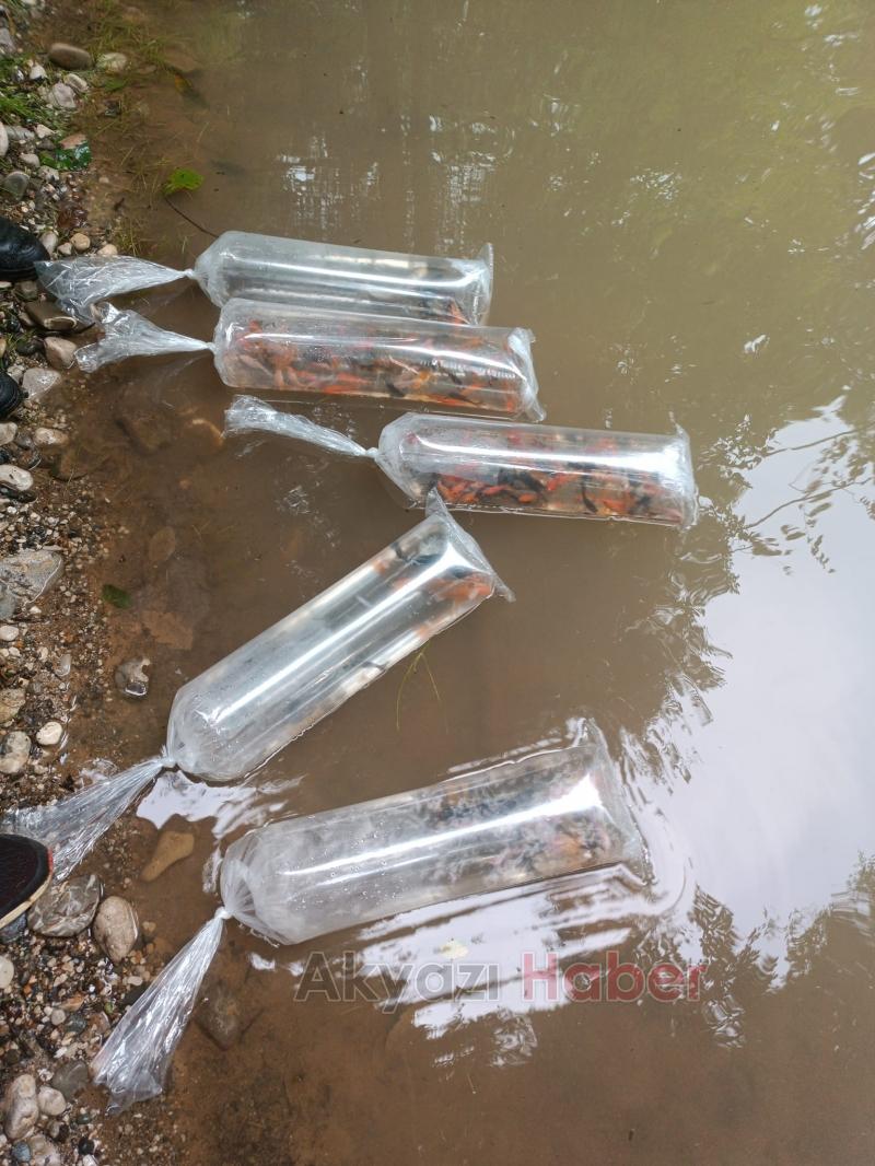 Gölete 500 adet koi balığı bıraktılar