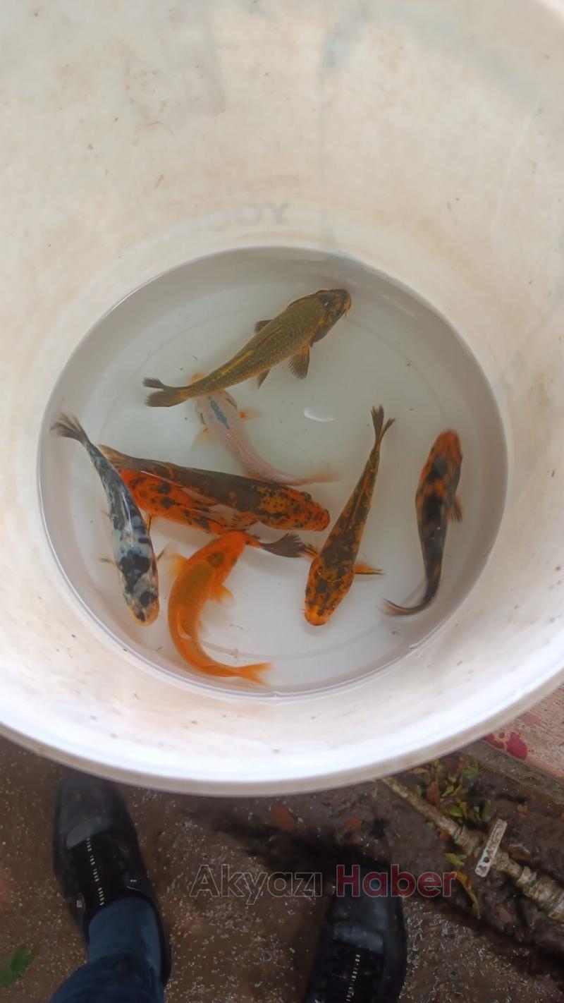 Gölete 500 adet koi balığı bıraktılar