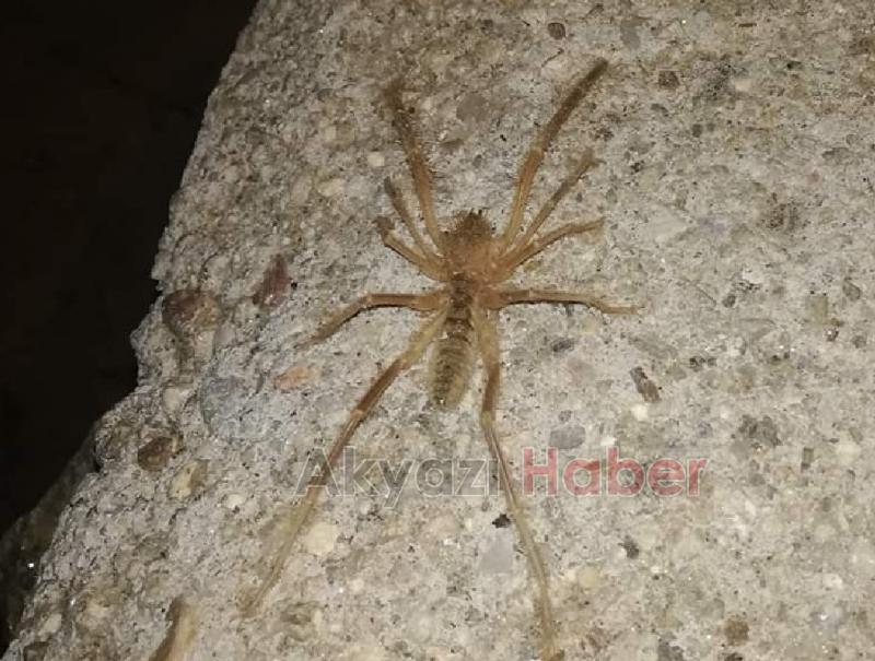 Sakarya'da sarıkız örümceği görüldü