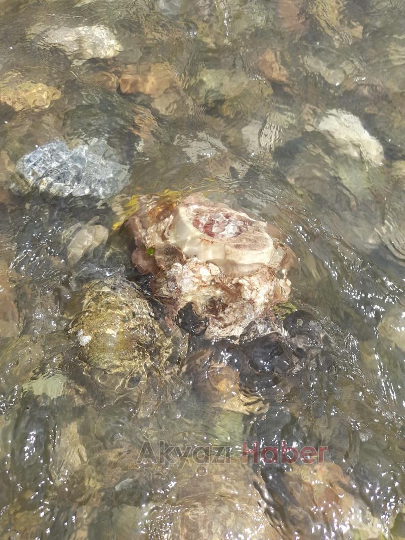 İşkembe ve sakatatları çevreye attılar