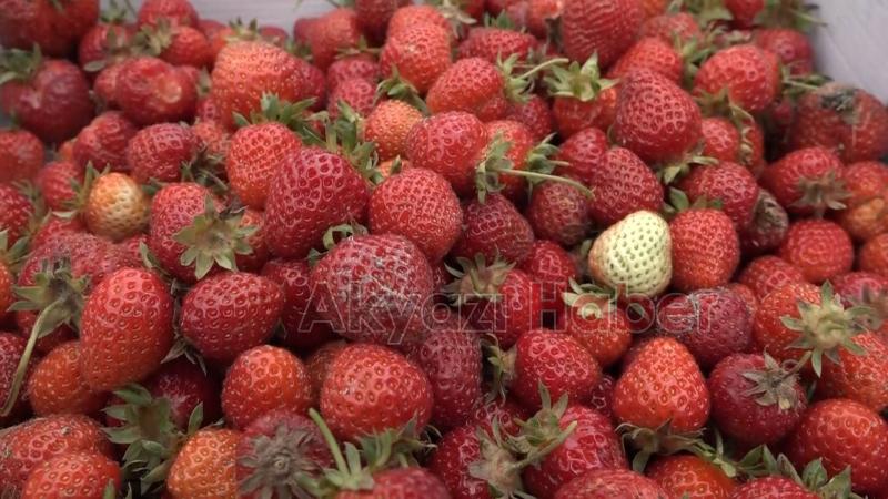 Maliyetini karşılamayan çilek tarlada kaldı