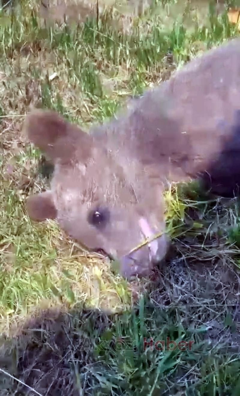 Yavru ayı ormanda yaralı halde bulundu