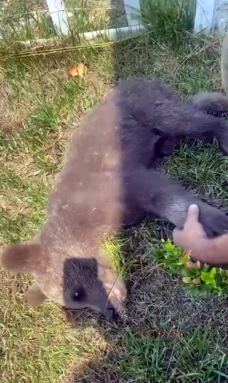 Yavru ayı ormanda yaralı halde bulundu