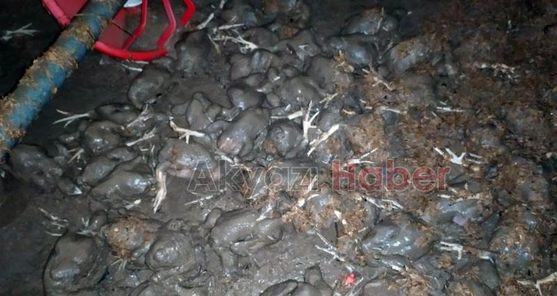 20 bin civciv telef oldu