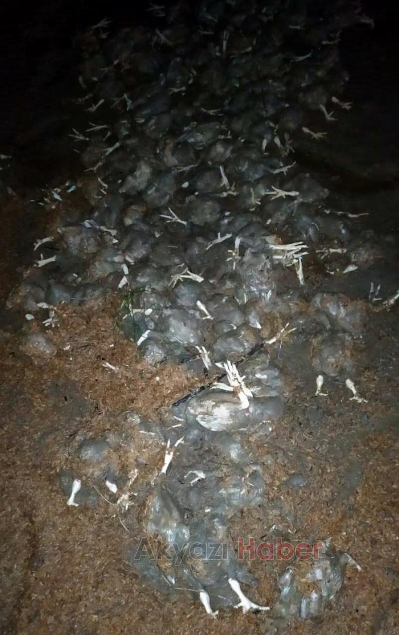 20 bin civciv telef oldu