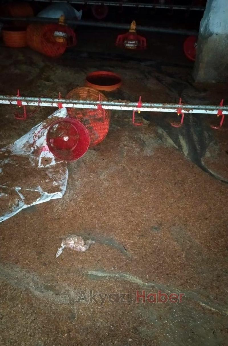 20 bin civciv telef oldu