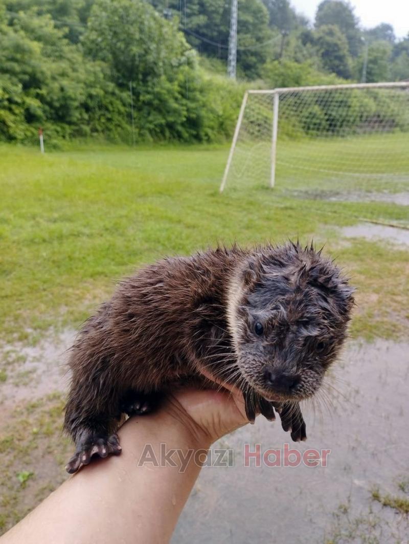 Derede nesli tükenmek üzere olan su samuru buldular
