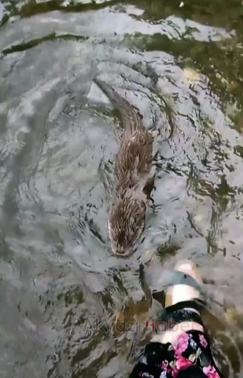 Derede nesli tükenmek üzere olan su samuru buldular