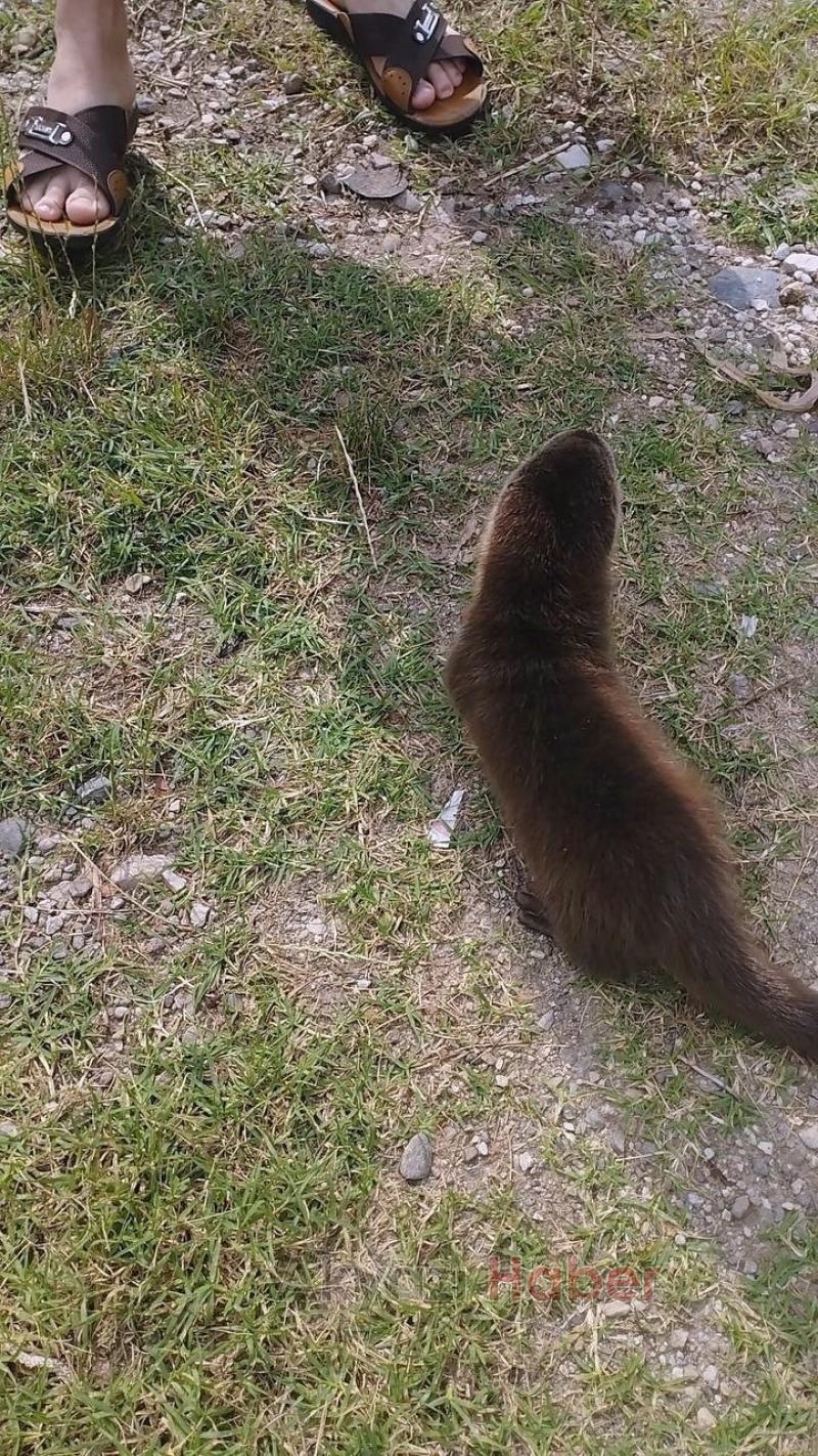 Derede nesli tükenmek üzere olan su samuru buldular