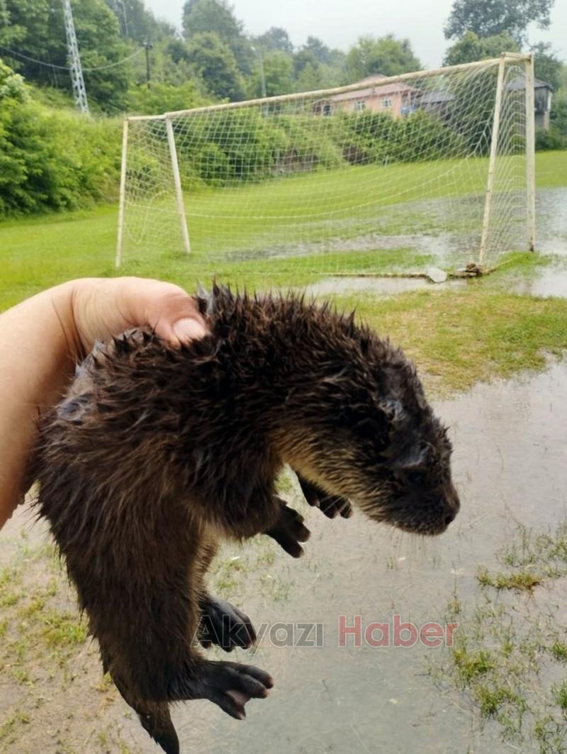 Derede nesli tükenmek üzere olan su samuru buldular