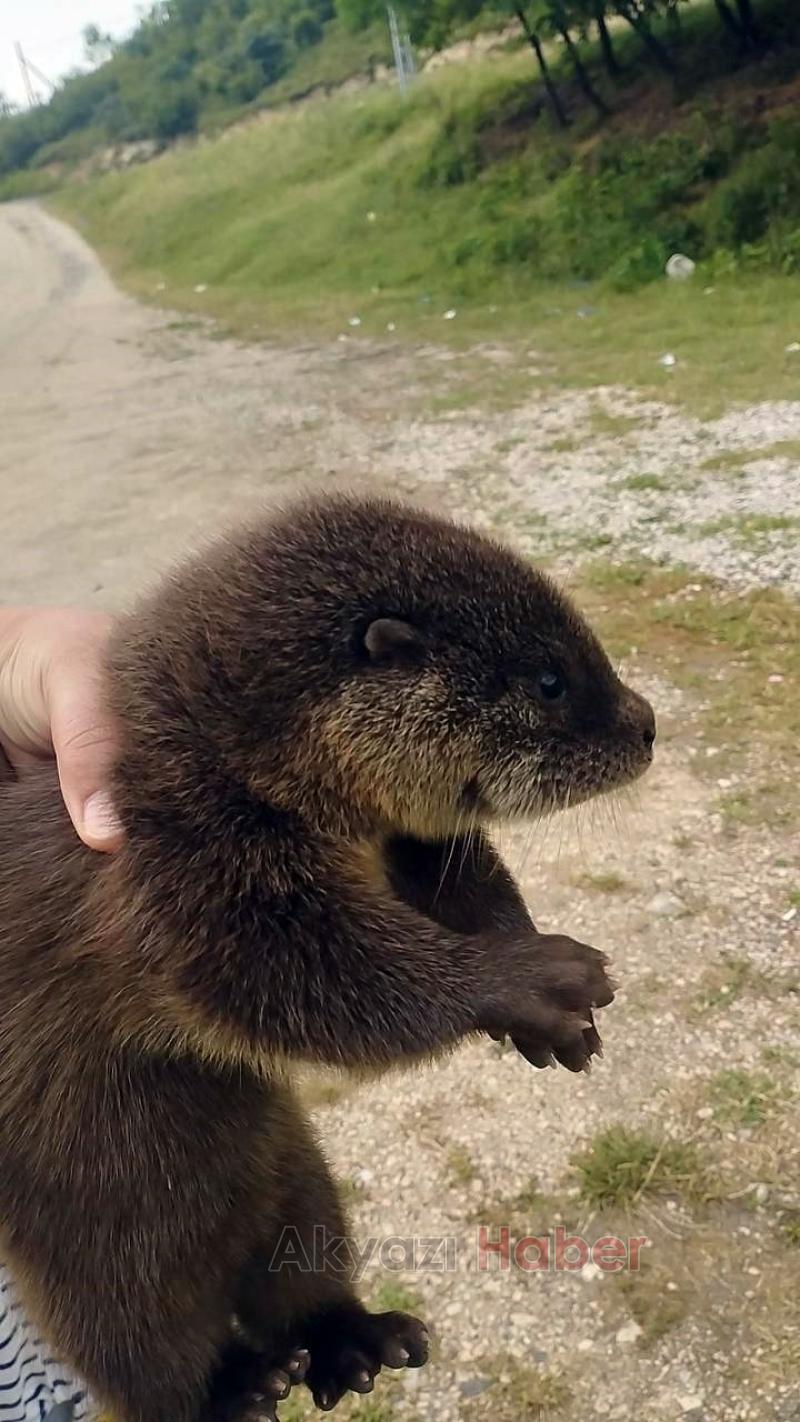 Derede nesli tükenmek üzere olan su samuru buldular