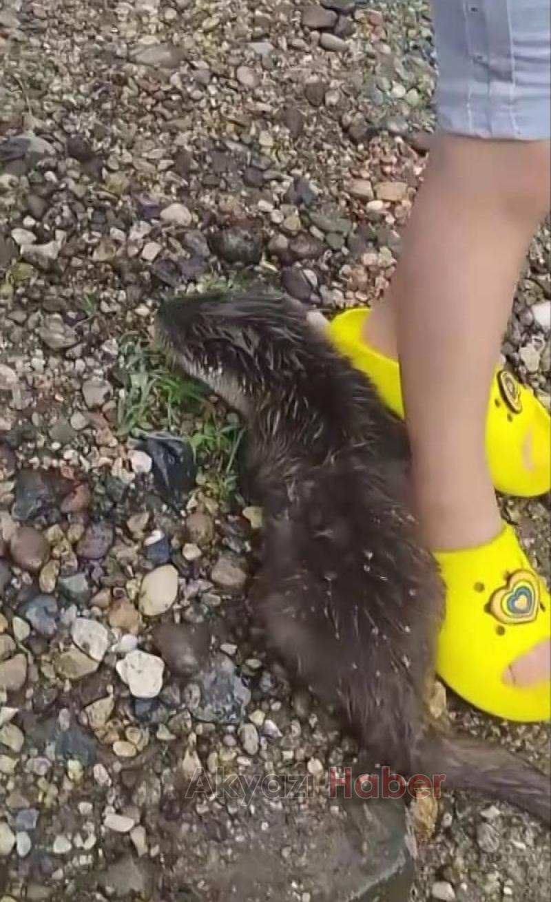 Derede nesli tükenmek üzere olan su samuru buldular