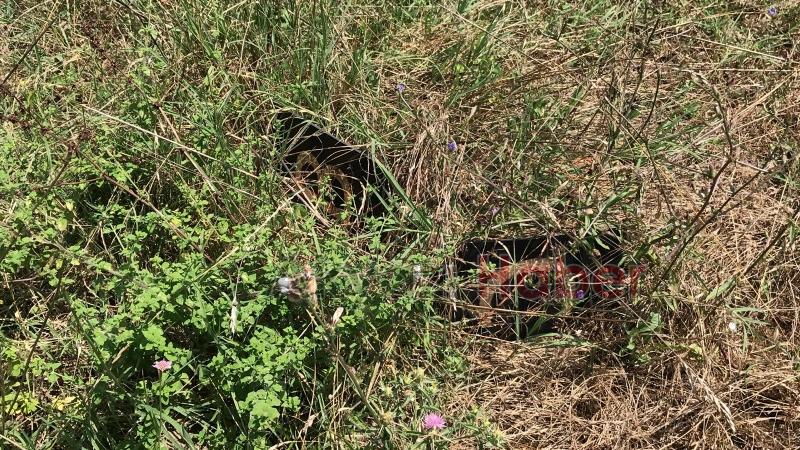 15 Temmuz Şehitleri ve Milli İrade Ormanı'nı dikenlerle kaplı