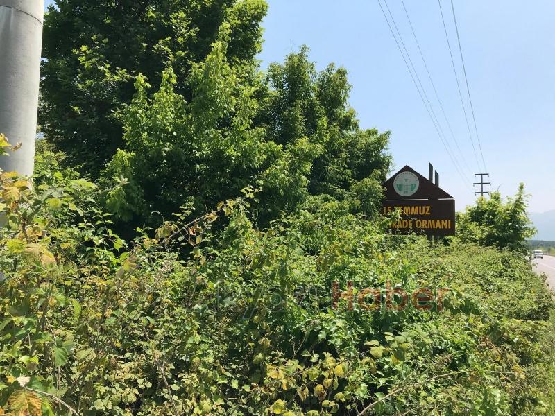15 Temmuz Şehitleri ve Milli İrade Ormanı'nı dikenlerle kaplı
