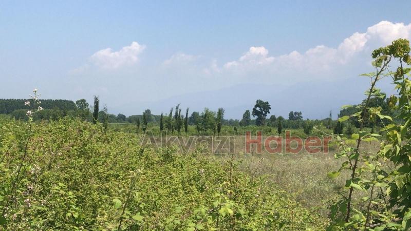 15 Temmuz Şehitleri ve Milli İrade Ormanı'nı dikenlerle kaplı