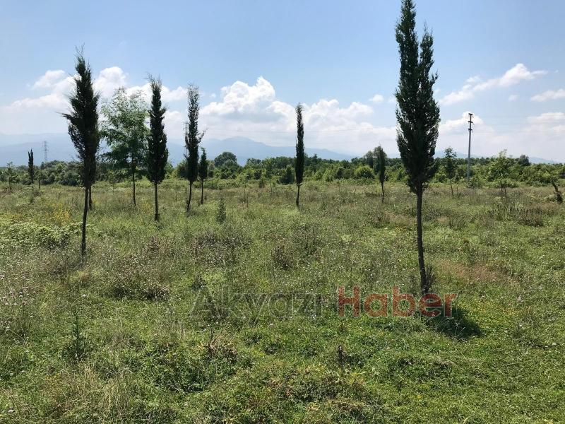 15 Temmuz Şehitleri ve Milli İrade Ormanı'nı dikenlerle kaplı