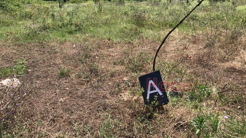 15 Temmuz Şehitleri ve Milli İrade Ormanı'nı dikenlerle kaplı