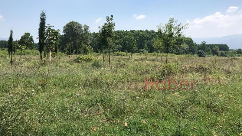 15 Temmuz Şehitleri ve Milli İrade Ormanı'nı dikenlerle kaplı