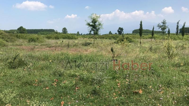15 Temmuz Şehitleri ve Milli İrade Ormanı'nı dikenlerle kaplı