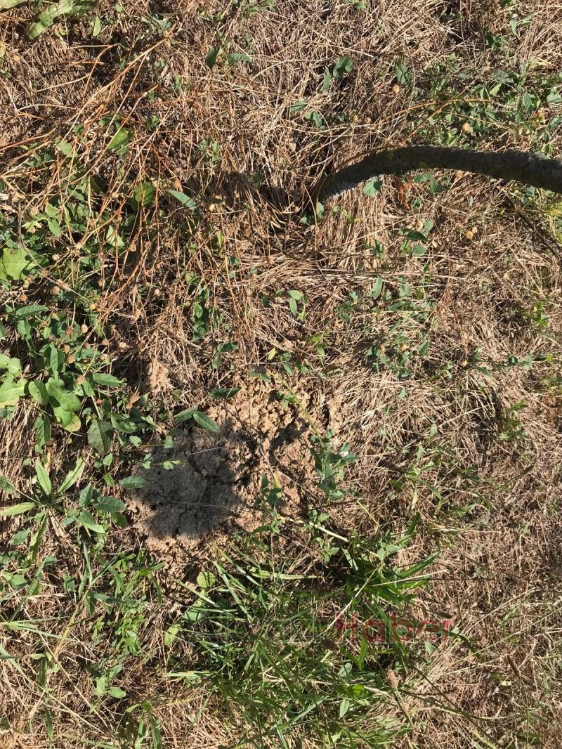 15 Temmuz Şehitleri ve Milli İrade Ormanı'nı dikenlerle kaplı