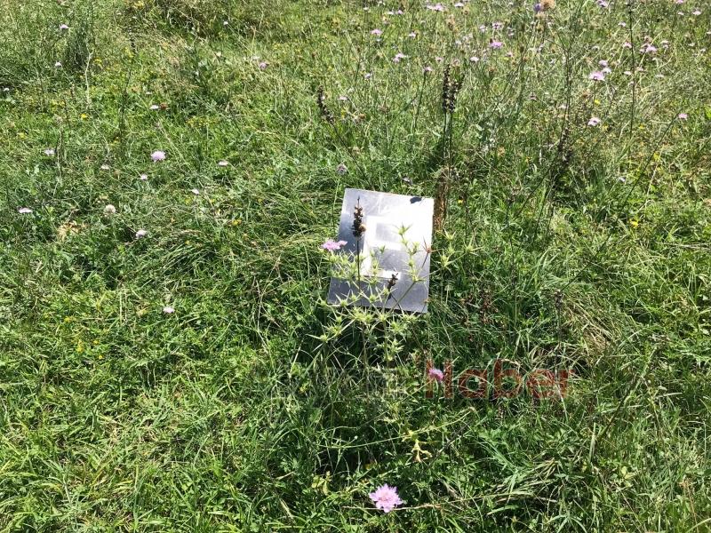 15 Temmuz Şehitleri ve Milli İrade Ormanı'nı dikenlerle kaplı