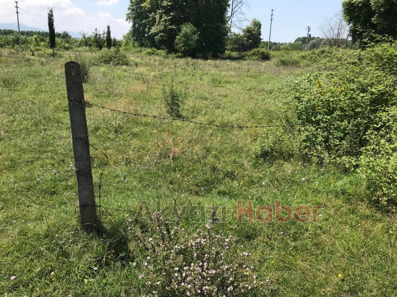 15 Temmuz Şehitleri ve Milli İrade Ormanı'nı dikenlerle kaplı