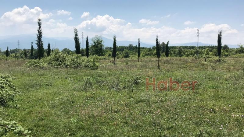 15 Temmuz Şehitleri ve Milli İrade Ormanı'nı dikenlerle kaplı