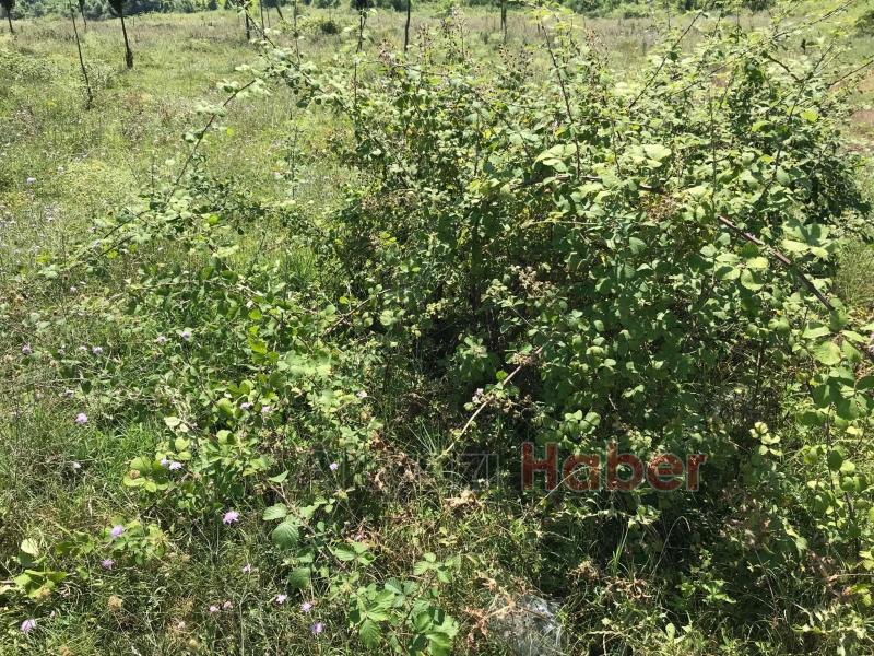 15 Temmuz Şehitleri ve Milli İrade Ormanı'nı dikenlerle kaplı