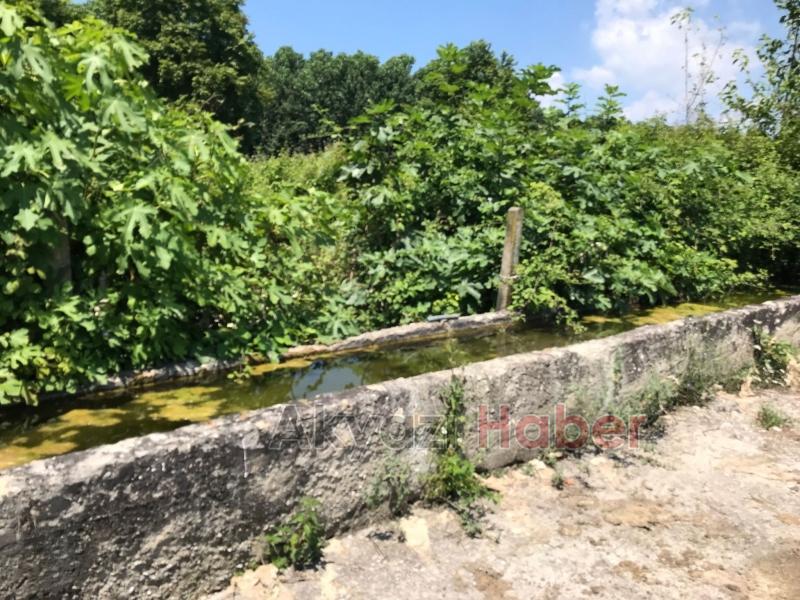 15 Temmuz Şehitleri ve Milli İrade Ormanı'nı dikenlerle kaplı